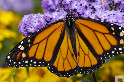monarch butterfly